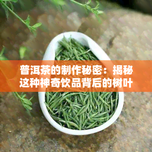 普洱茶的制作秘密：揭秘这种神奇饮品背后的树叶原料