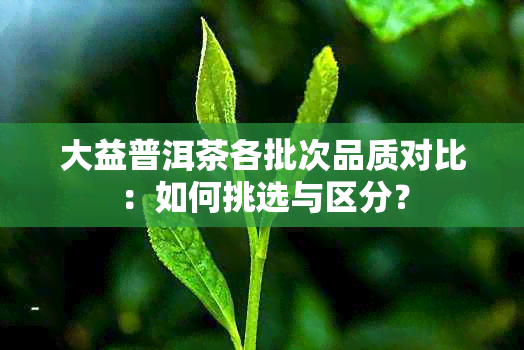 大益普洱茶各批次品质对比：如何挑选与区分？