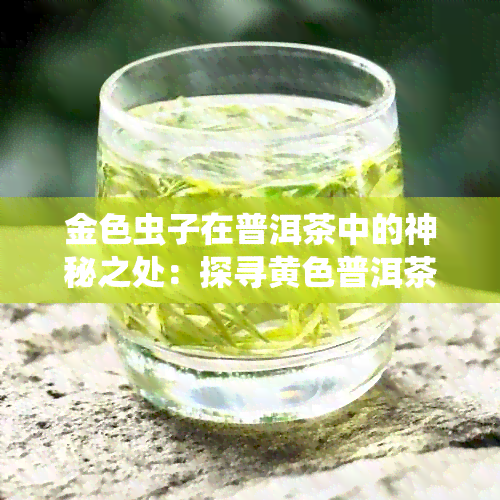 金色虫子在普洱茶中的神秘之处：探寻黄色普洱茶的品质与口感