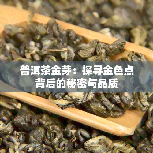 普洱茶金芽：探寻金色点背后的秘密与品质