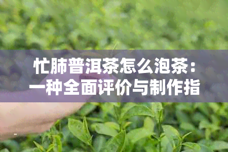 忙肺普洱茶怎么泡茶：一种全面评价与制作指南