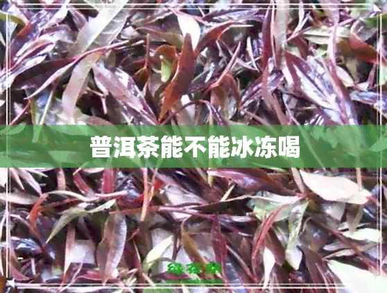 普洱茶能不能冰冻喝