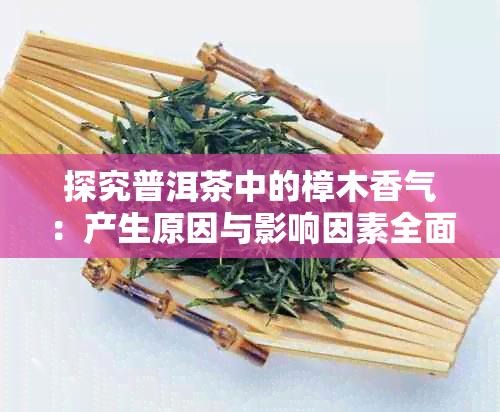 探究普洱茶中的樟木香气：产生原因与影响因素全面解析