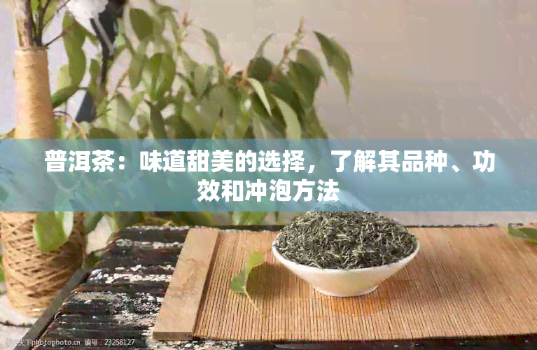 普洱茶：味道甜美的选择，了解其品种、功效和冲泡方法