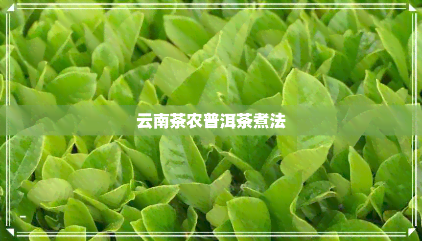 云南茶农普洱茶煮法