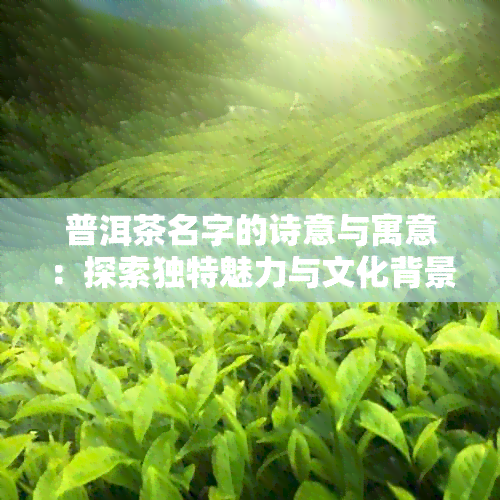 普洱茶名字的诗意与寓意：探索独特魅力与文化背景