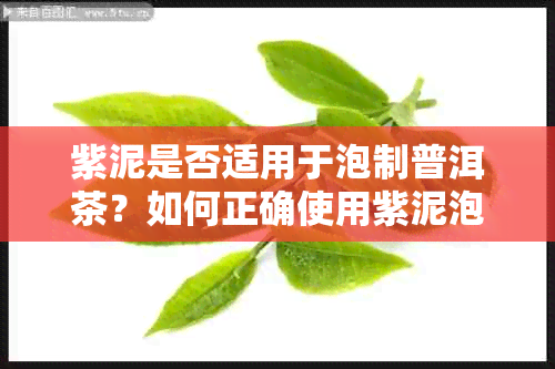 紫泥是否适用于泡制普洱茶？如何正确使用紫泥泡茶？