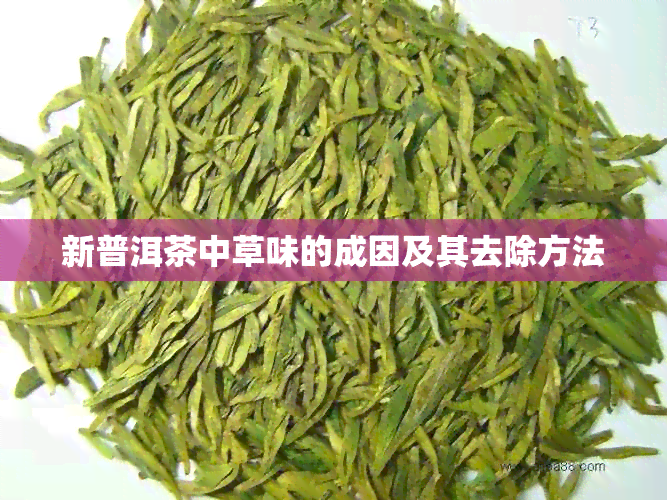 新普洱茶中草味的成因及其去除方法