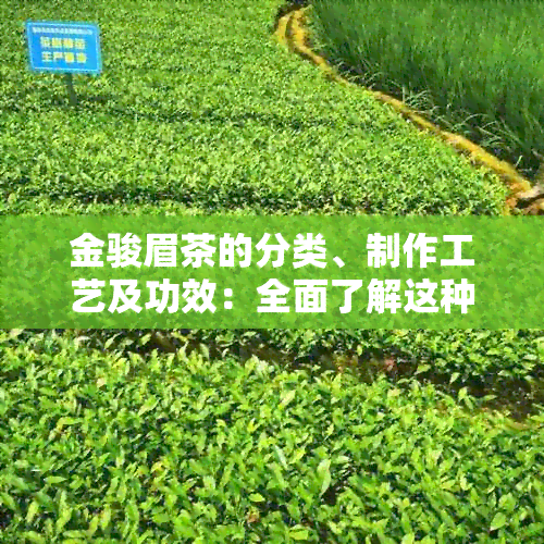 金骏眉茶的分类、制作工艺及功效：全面了解这种名贵红茶