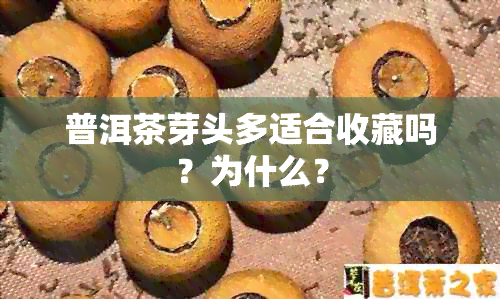 普洱茶芽头多适合收藏吗？为什么？