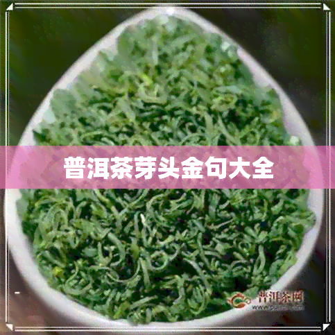 普洱茶芽头金句大全