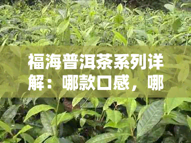 福海普洱茶系列详解：哪款口感，哪个年份更受欢迎？