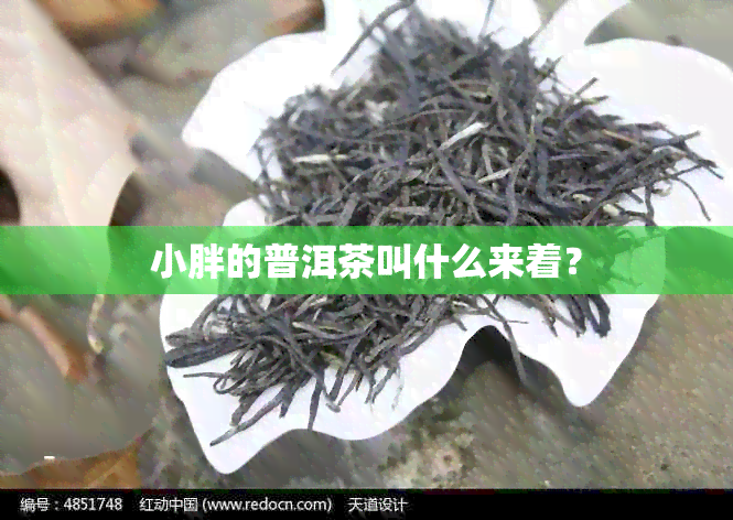 小胖的普洱茶叫什么来着？