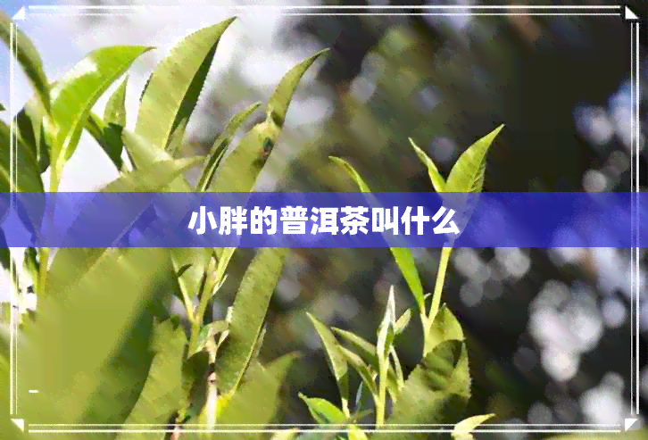 小胖的普洱茶叫什么