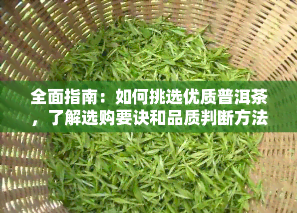 全面指南：如何挑选优质普洱茶，了解选购要诀和品质判断方法