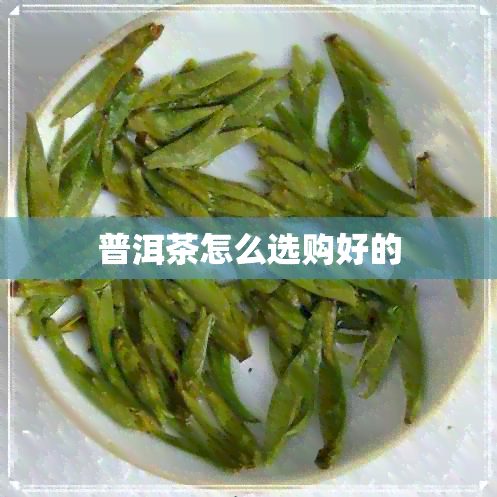 普洱茶怎么选购好的