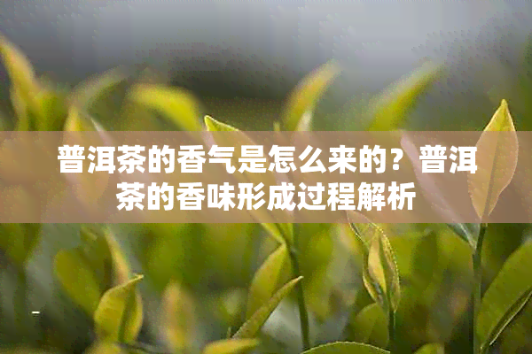 普洱茶的香气是怎么来的？普洱茶的香味形成过程解析