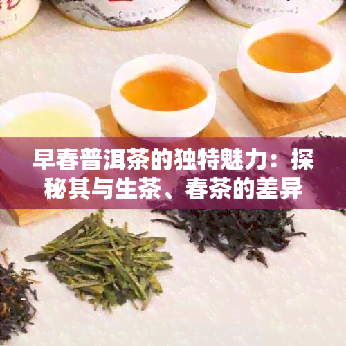 早春普洱茶的独特魅力：探秘其与生茶、春茶的差异与特点解析