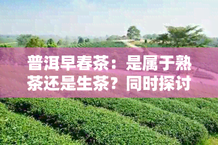 普洱早春茶：是属于熟茶还是生茶？同时探讨其品质和泡法。