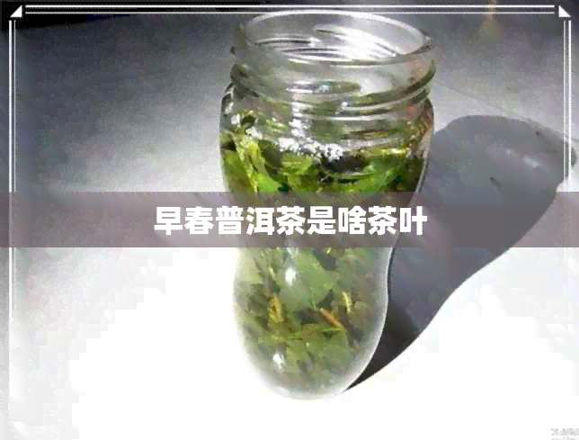 早春普洱茶是啥茶叶