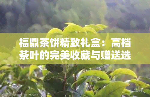 福鼎茶饼精致礼盒：高档茶叶的完美收藏与赠送选择，批发价格实