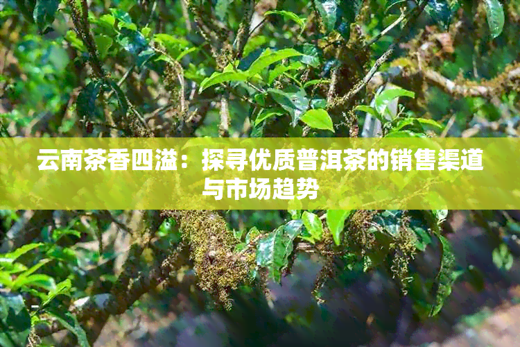 云南茶香四溢：探寻优质普洱茶的销售渠道与市场趋势