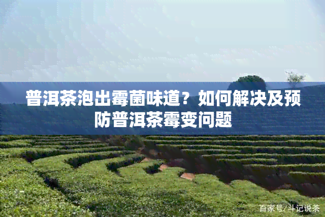 普洱茶泡出霉菌味道？如何解决及预防普洱茶霉变问题