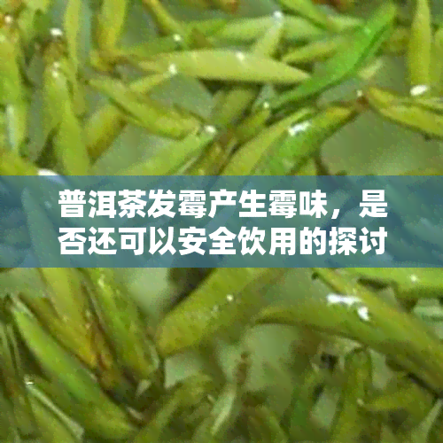 普洱茶发霉产生霉味，是否还可以安全饮用的探讨