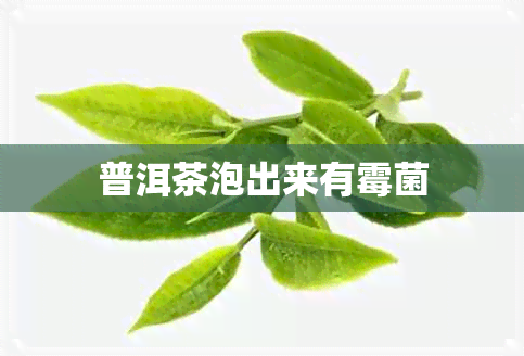 普洱茶泡出来有霉菌