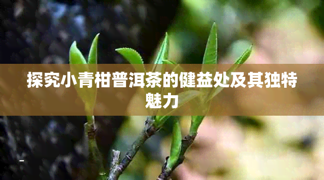 探究小青柑普洱茶的健益处及其独特魅力