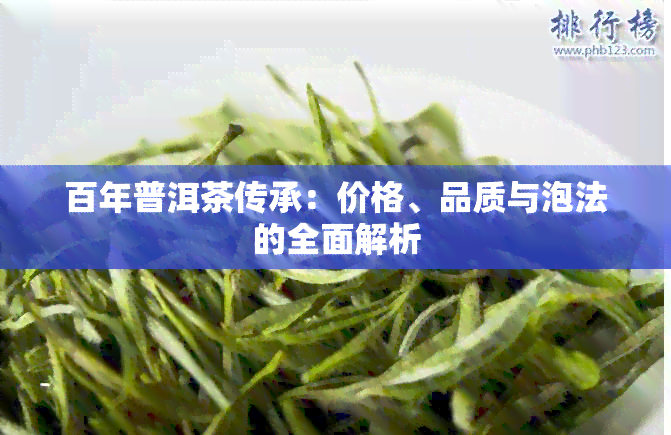 百年普洱茶传承：价格、品质与泡法的全面解析