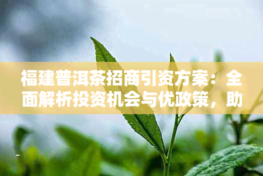 福建普洱茶招商引资方案：全面解析投资机会与优政策，助力项目成功落地。