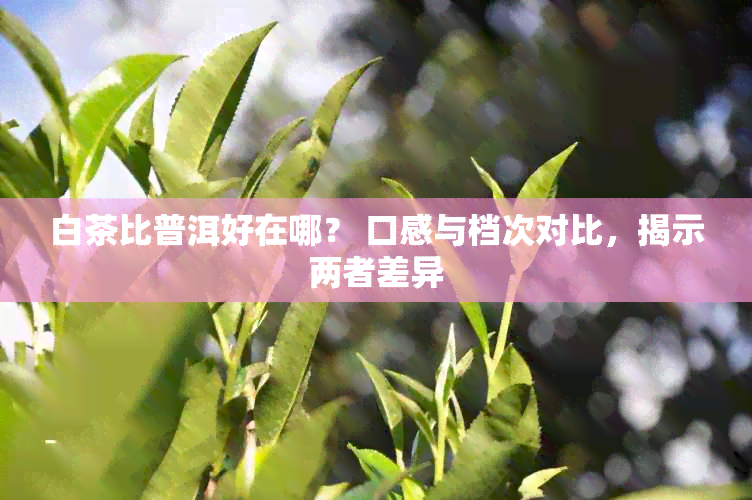 白茶比普洱好在哪？ 口感与档次对比，揭示两者差异