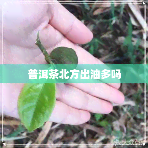 普洱茶北方出油多吗