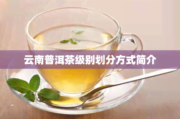 云南普洱茶级别划分方式简介