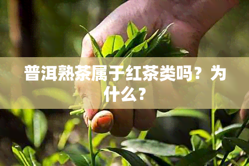 普洱熟茶属于红茶类吗？为什么？