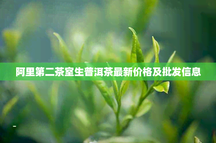 阿里第二茶室生普洱茶最新价格及批发信息