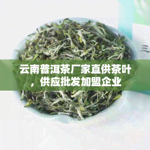 云南普洱茶厂家直供茶叶，供应批发加盟企业