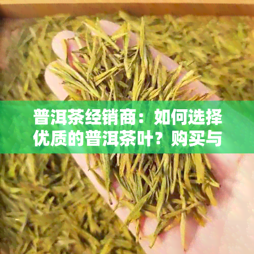 普洱茶经销商：如何选择优质的普洱茶叶？购买与品鉴指南