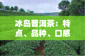 冰岛普洱茶：特点、品种、口感与鉴别方法全面解析