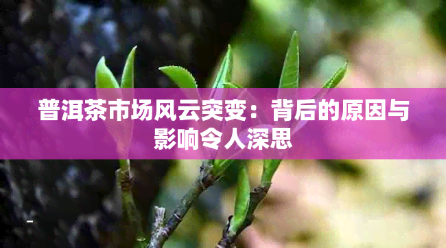 普洱茶市场风云突变：背后的原因与影响令人深思