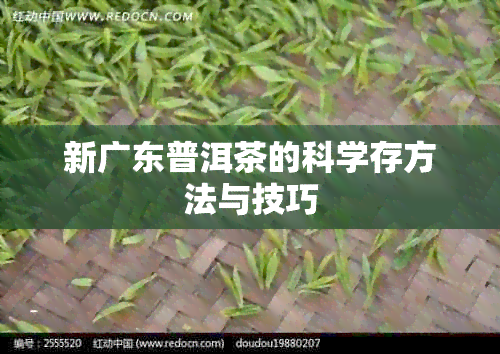 新广东普洱茶的科学存方法与技巧