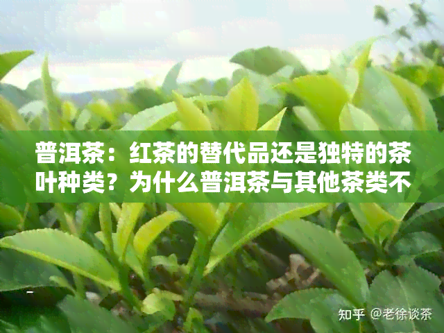 普洱茶：红茶的替代品还是独特的茶叶种类？为什么普洱茶与其他茶类不同？