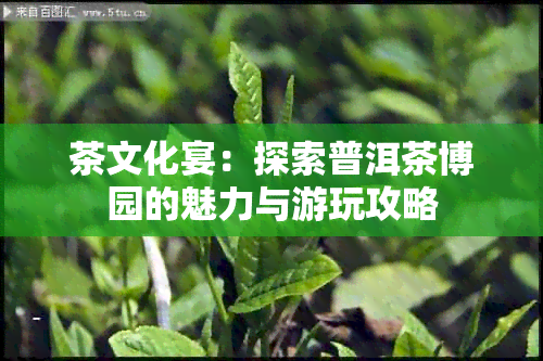 茶文化宴：探索普洱茶博园的魅力与游玩攻略