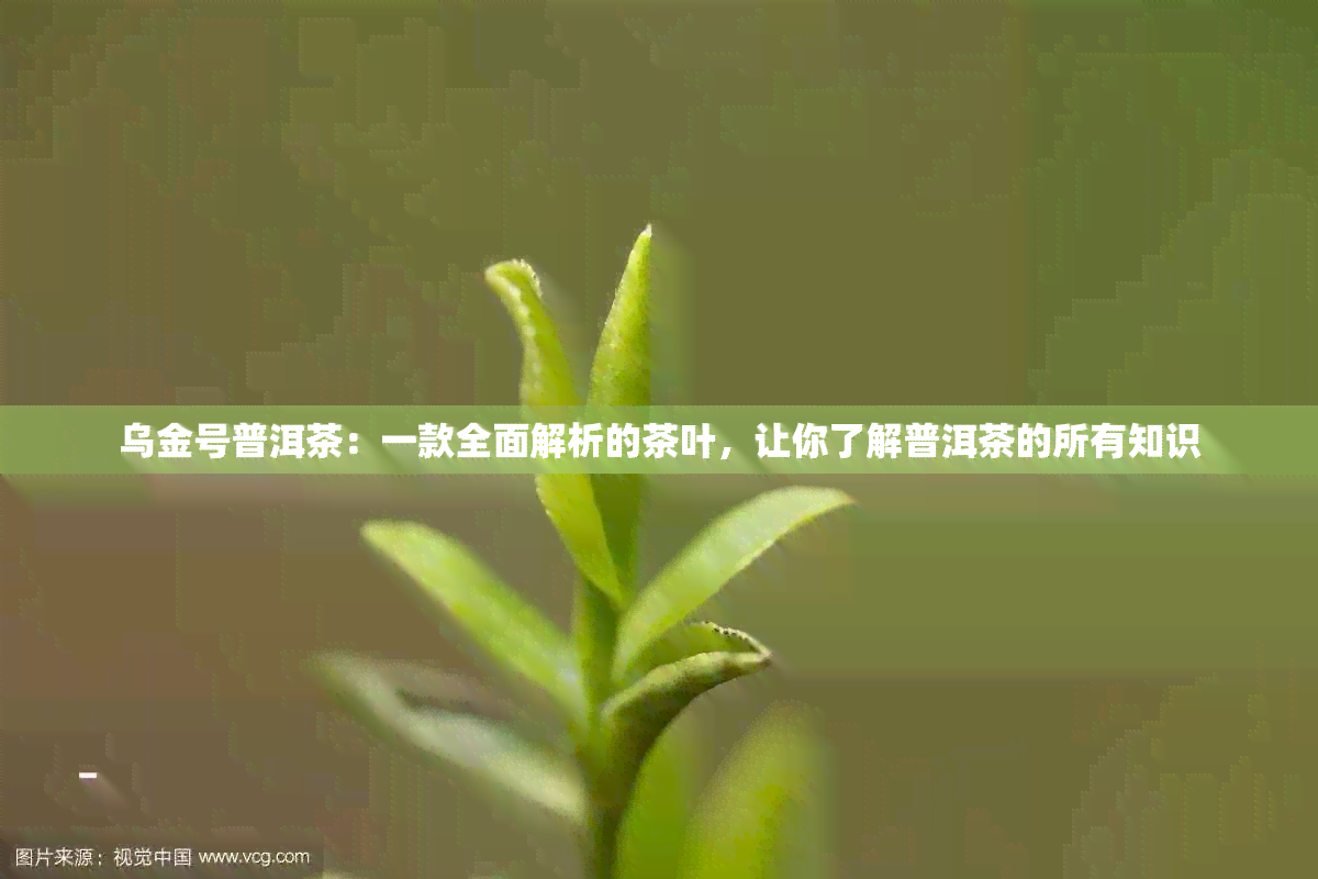 乌金号普洱茶：一款全面解析的茶叶，让你了解普洱茶的所有知识