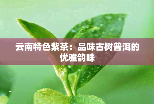 云南特色紫茶：品味古树普洱的优雅韵味