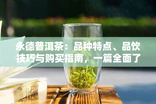 永德普洱茶：品种特点、品饮技巧与购买指南，一篇全面了解的文章