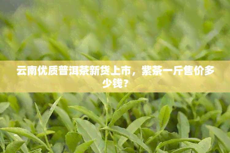 云南优质普洱茶新货上市，紫茶一斤售价多少钱？