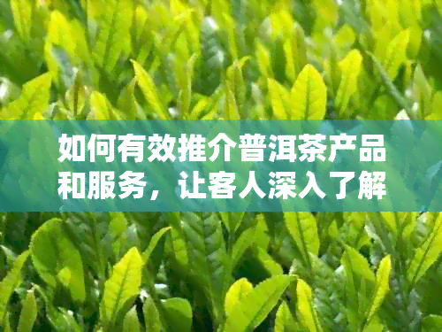 如何有效推介普洱茶产品和服务，让客人深入了解