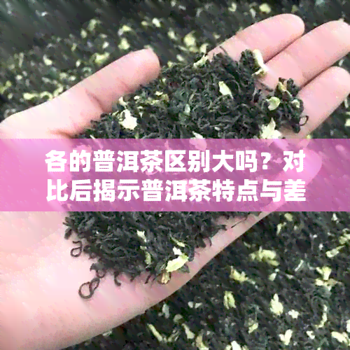 各的普洱茶区别大吗？对比后揭示普洱茶特点与差异